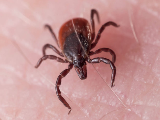 Tick-Closeup