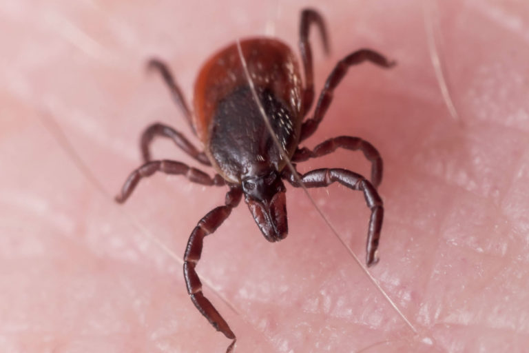 Tick-Closeup
